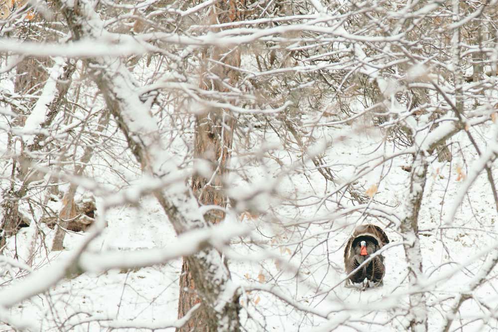 snow turkey Nathaniel Maddux