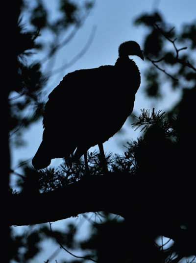 turkey on roost