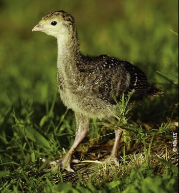 turkey poult