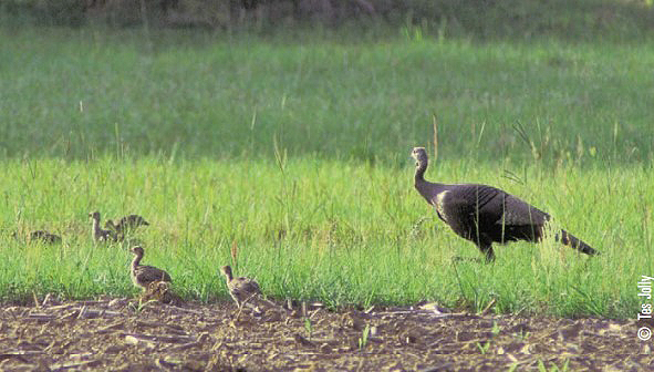 turkey poults