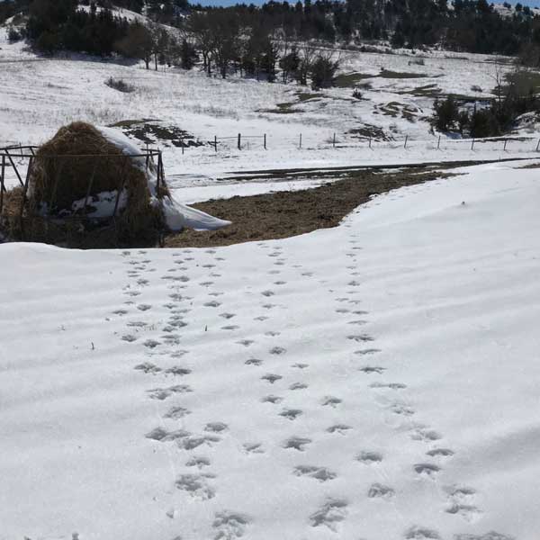 turkey prints in snow