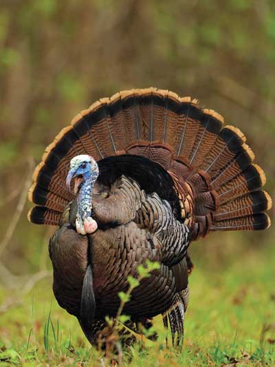 gobbler strutting