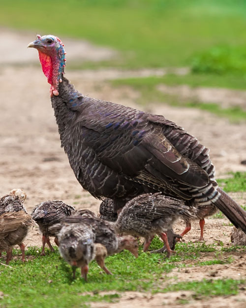 hen turkey with poults