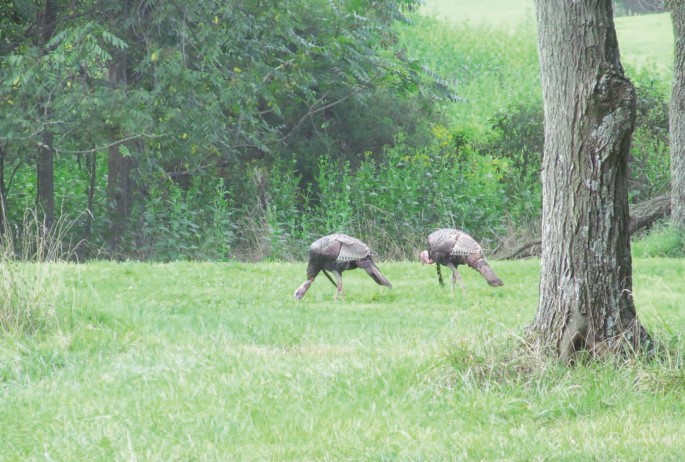 turkeys eating