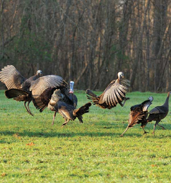 turkeys fighting