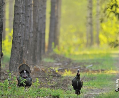 turkeys in pines