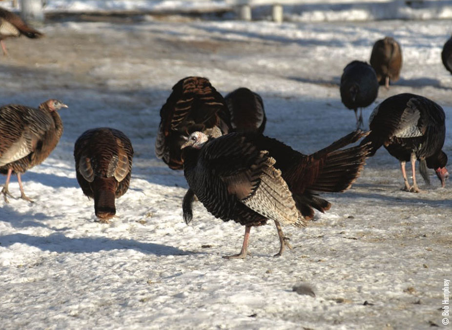 turkeys in the snow