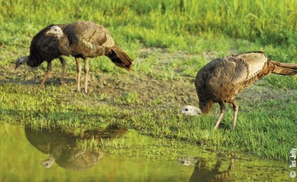 turkeys at water