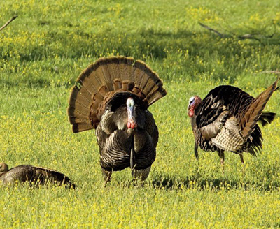 wild turkeys