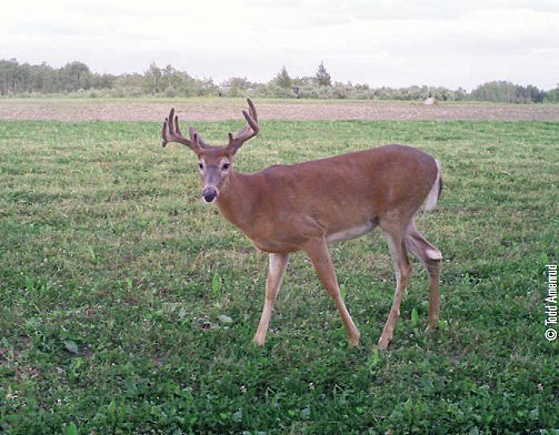 velvet buck in food plot