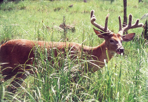 velvet buck