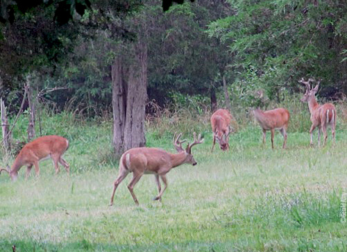 velvet bucks