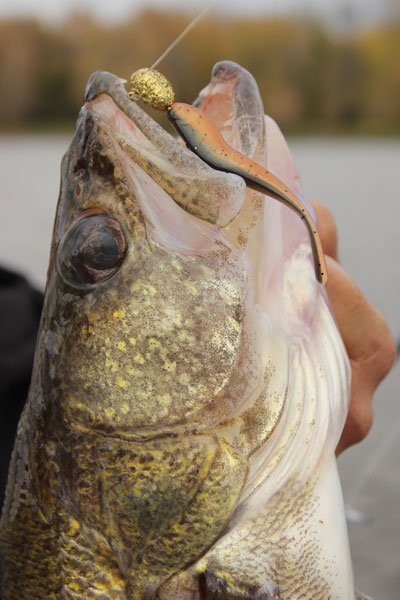 walleye bait