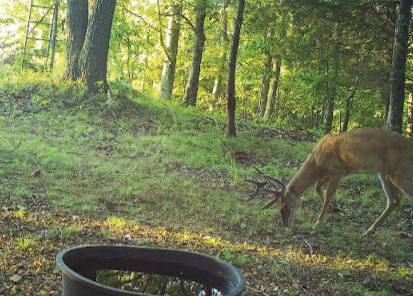 water for deer