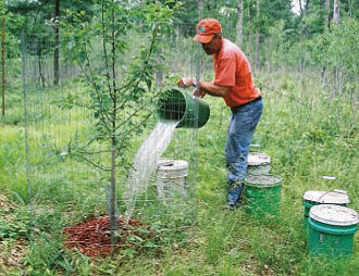 watering tree