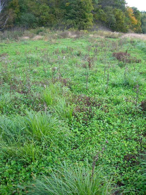 weeds in food plot