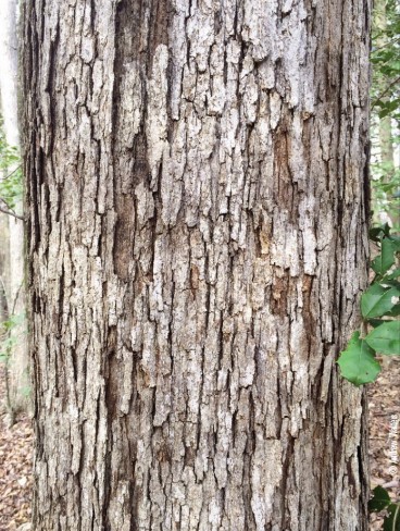 white oak bark