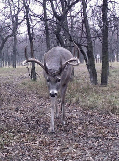 Double Wide buck