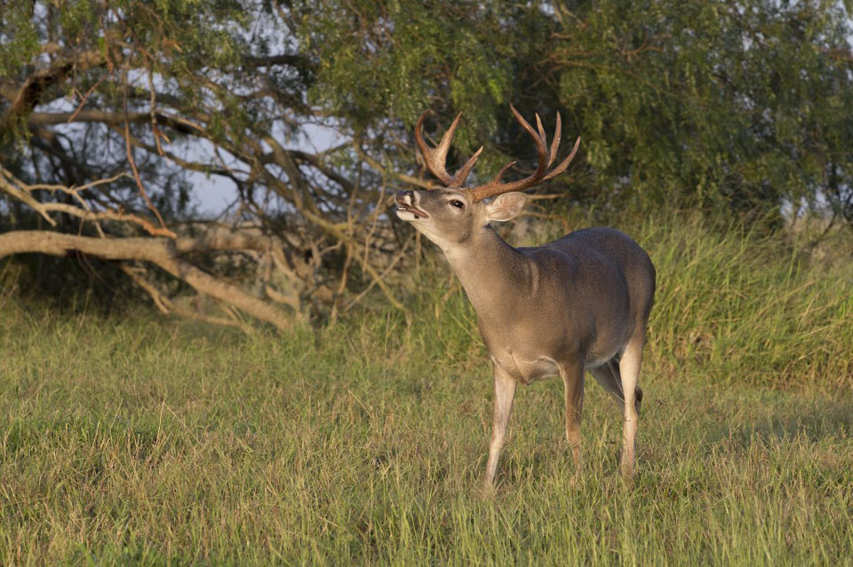 whitetail buck