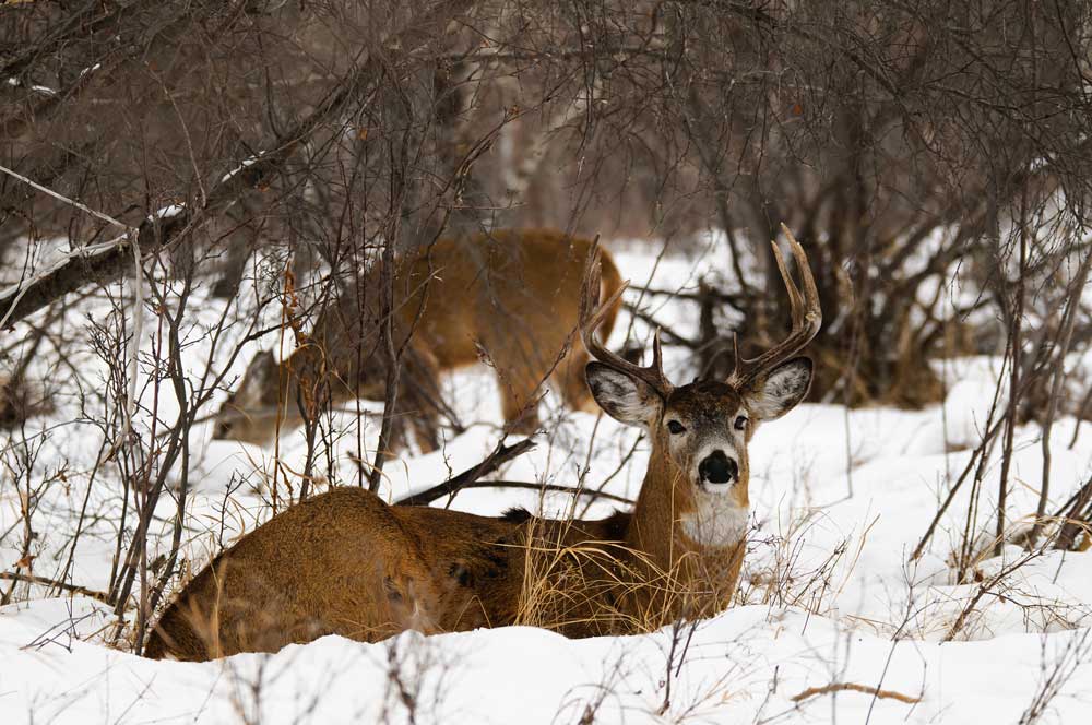 whitetail in winter