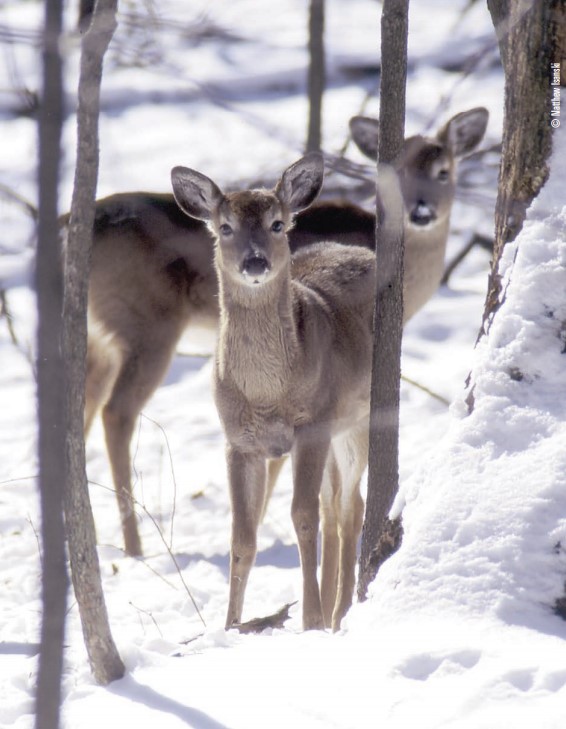 whitetails in winter