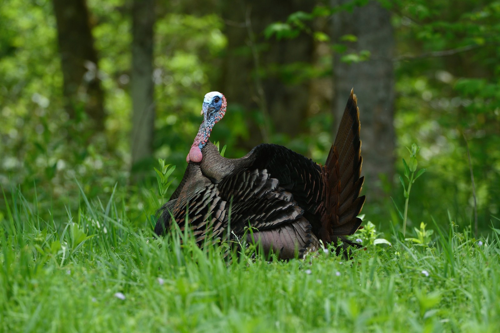 New England gobblers