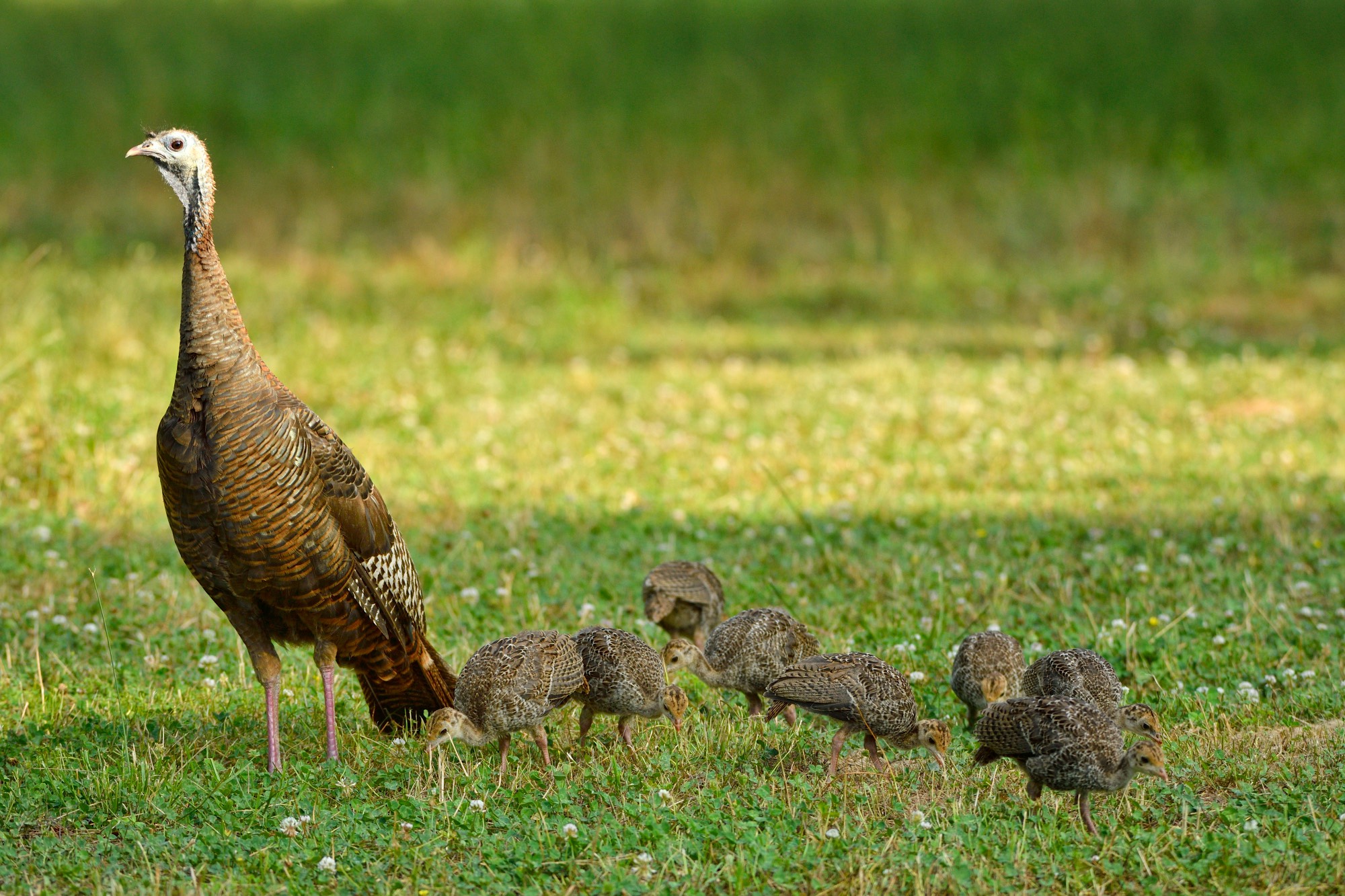 wild turkey family