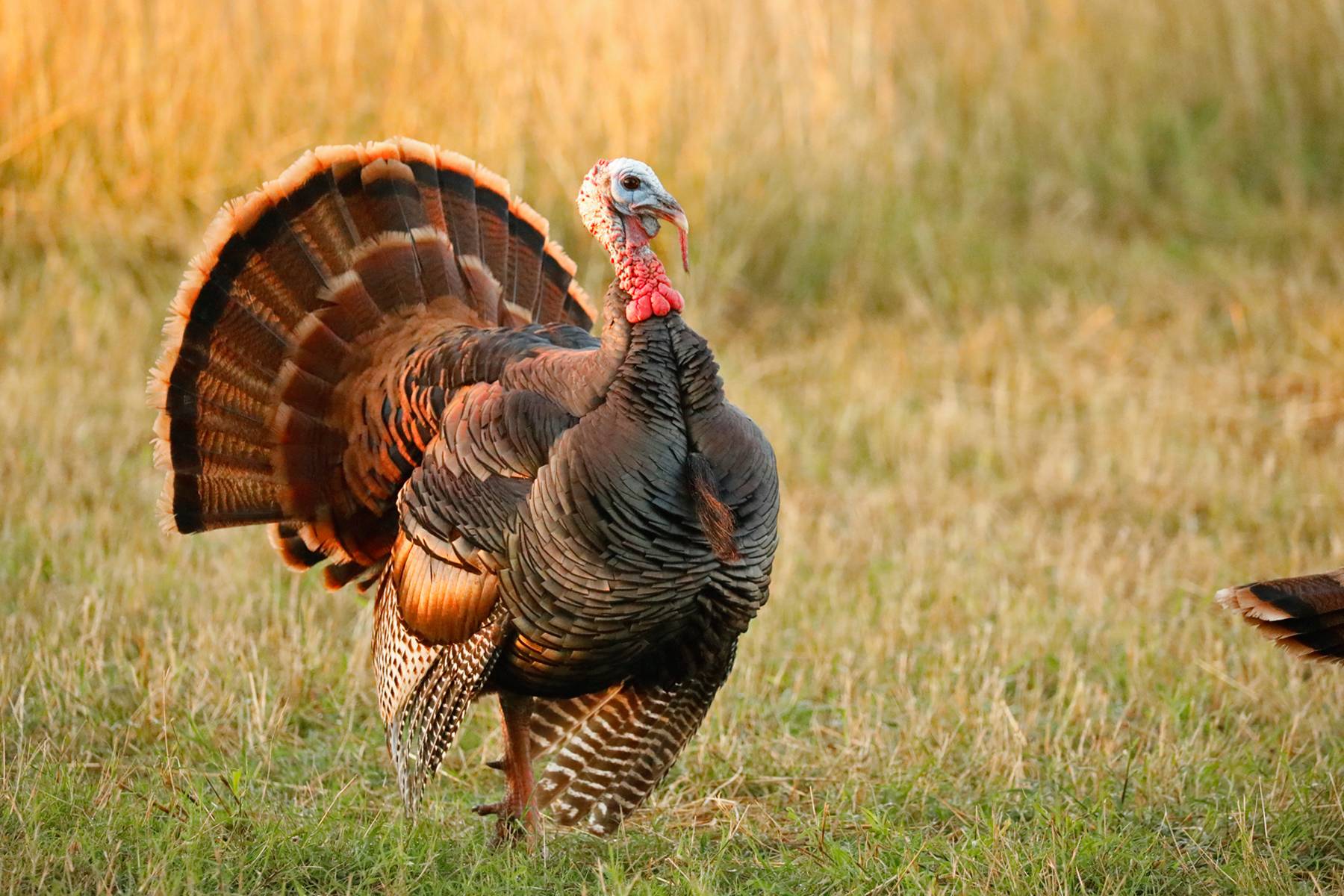 wild turkey