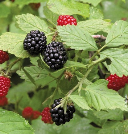 wild berries