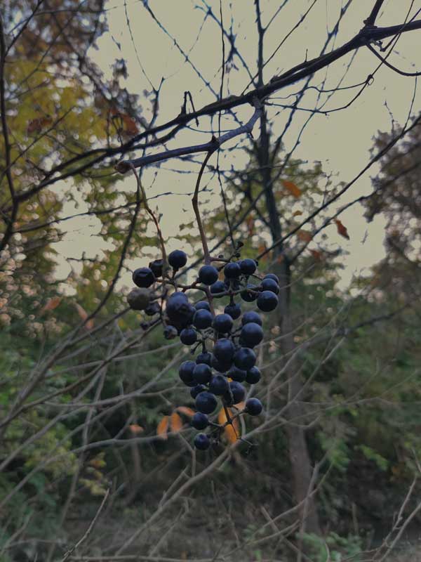 wild grapes