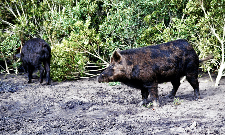 wild hogs alabama