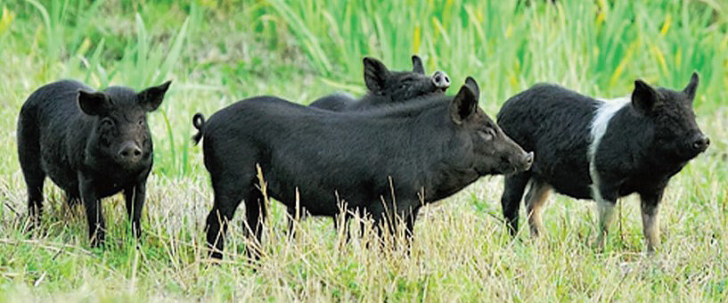 wild pigs