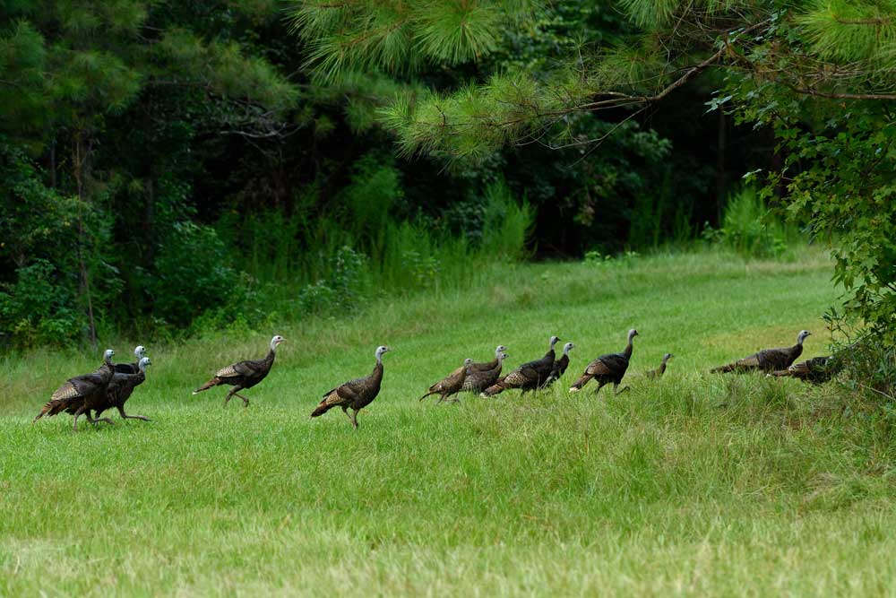wild turkey flock