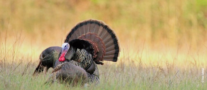 wild turkey