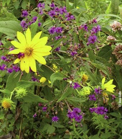 wildflowers