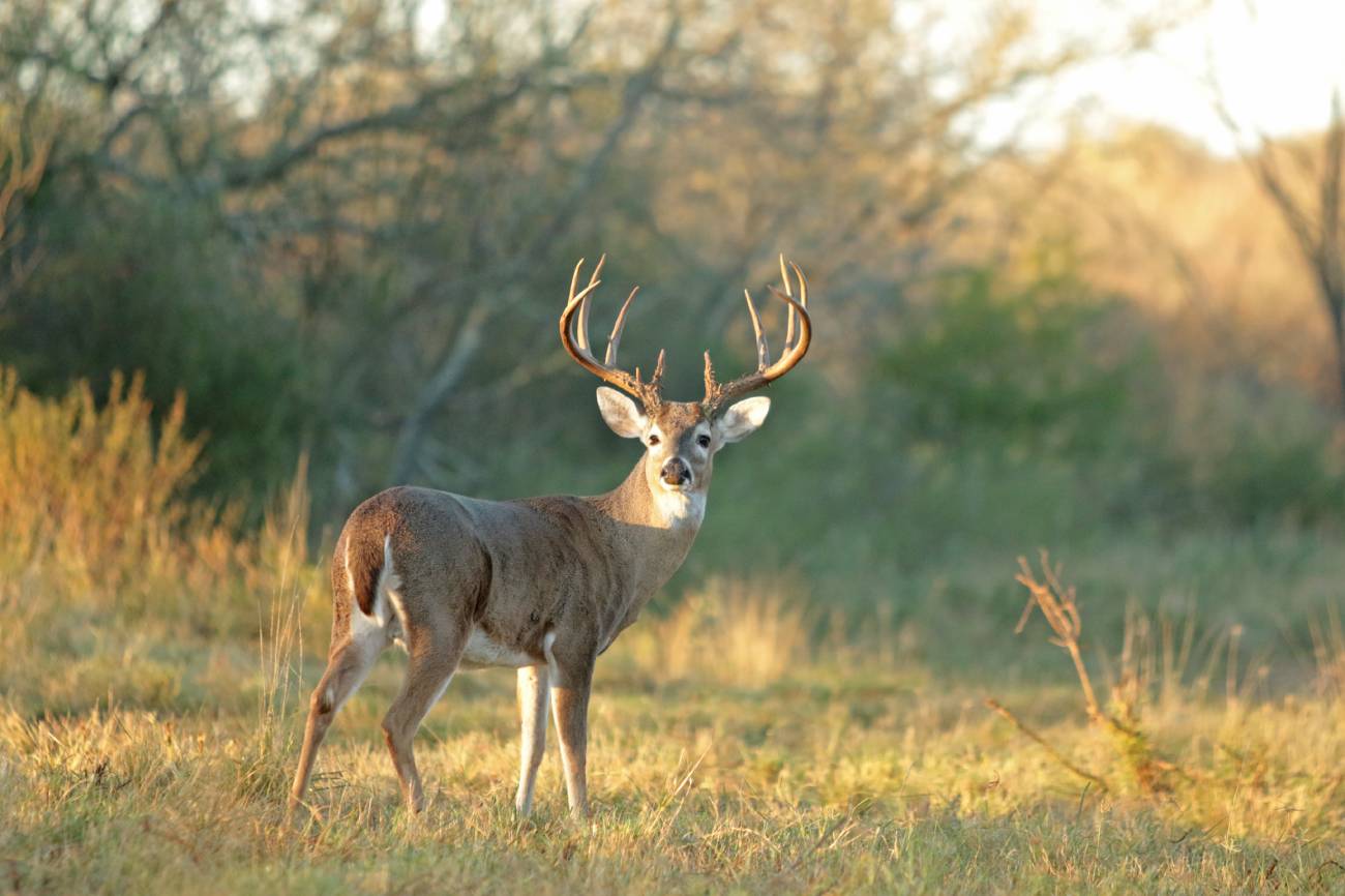whitetail deer