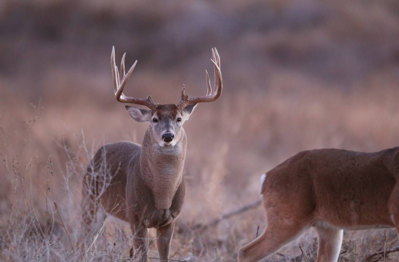 deer