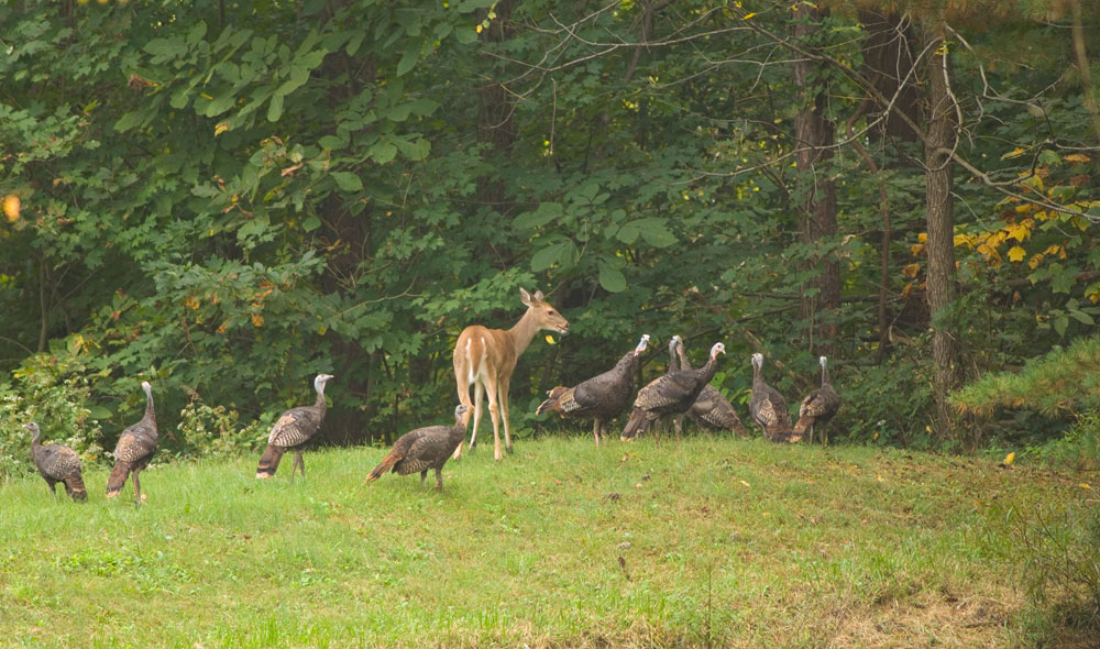 turkeys and deer