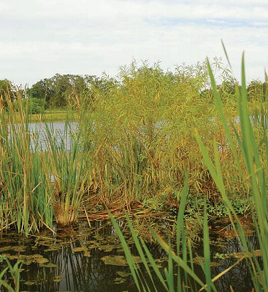 low water willows