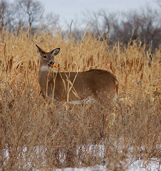 deer in corn in winter