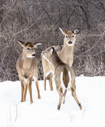 winter deer