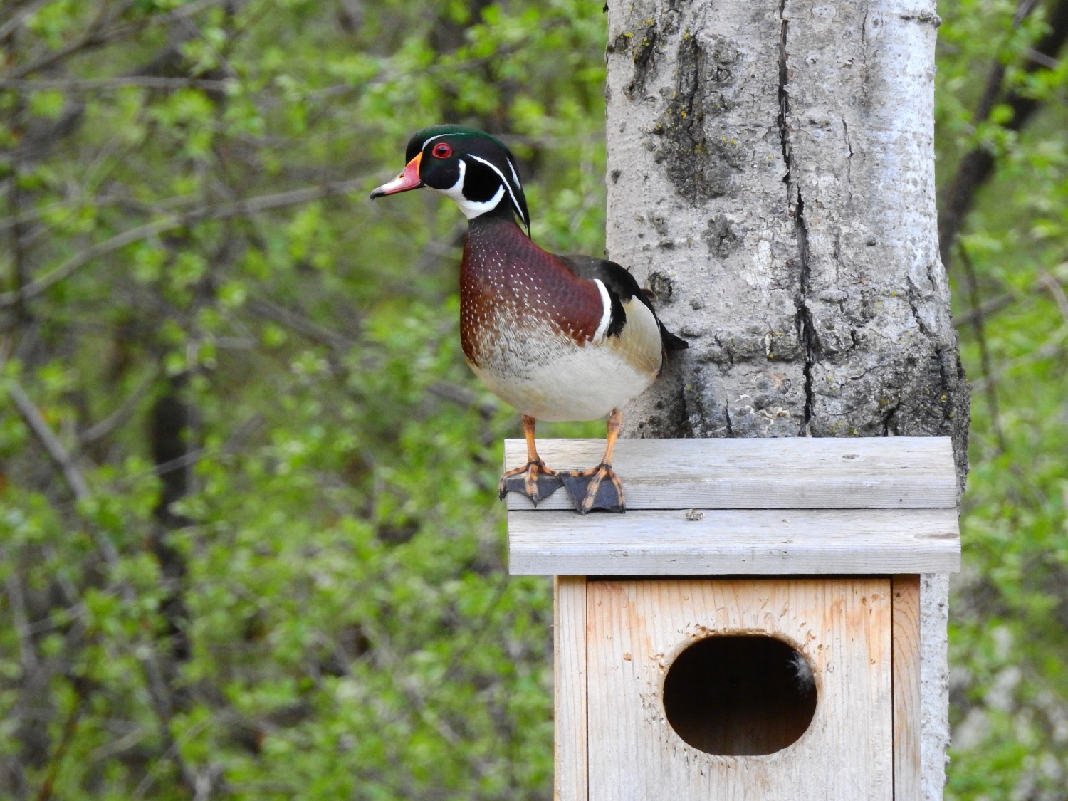 wood duck box with duck on it