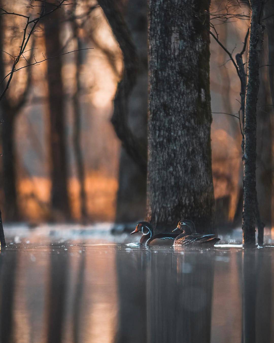 wood duck