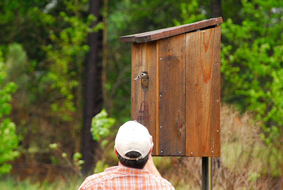 wood duck box