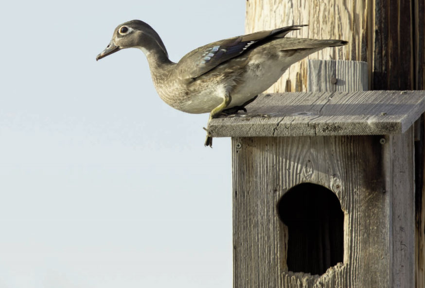 wood duck on box