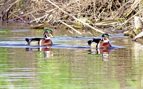 wood ducks