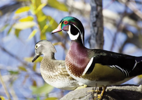 wood ducks