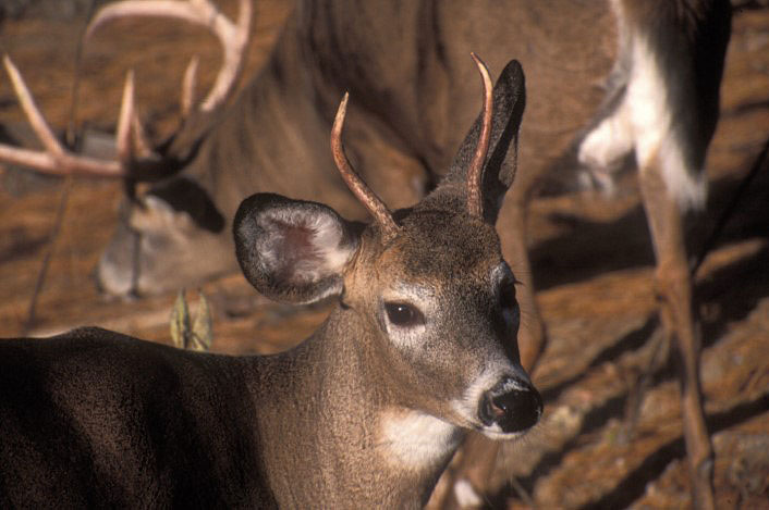 yearling buck