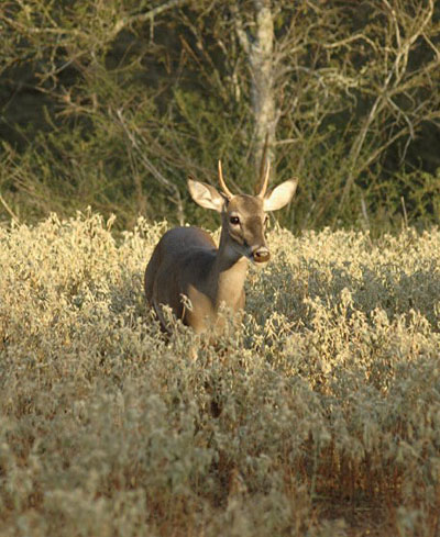 yearling buck