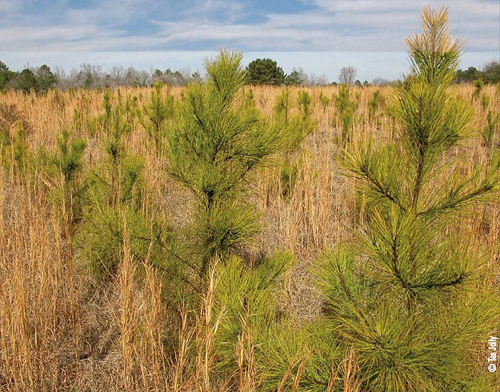 young pines